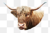 PNG Cow, collage element, transparent background