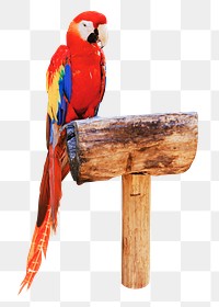 Red parrots png, transparent background