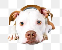 Cute pitbull png, design element, transparent background