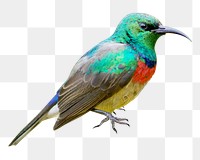 Olive-bellied sunbird png, transparent background