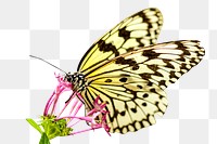 PNG butterfly, collage element, transparent background