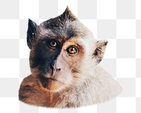 Asian baboon  png, design element, transparent background