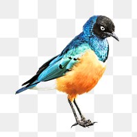 PNG cute bird, animal, collage element, transparent background