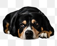 PNG Black and brown dog , collage element, transparent background