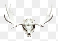 Png deer skull mounted, isolated object, transparent background