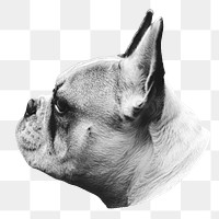 PNG Portrait of a cute french bulldog, collage element, transparent background