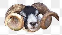 PNG ram with a black colored head and curling horns, collage element, transparent background