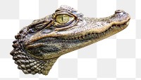 PNG alligator, collage element, transparent background