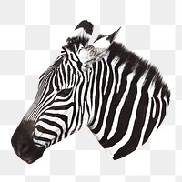 PNG zebra animal, collage element, transparent background