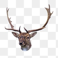 PNG elk bull, collage element, transparent background