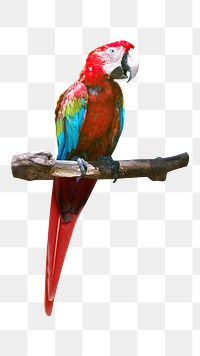 Red parrot png, transparent background