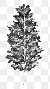 Png black and white birch tree illustration, transparent background