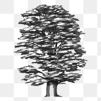 Png monochrome cedrus libani tree illustration, transparent background