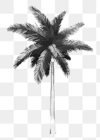 Png black and white palm tree illustration, transparent background