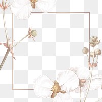 Flower png frame, transparent background