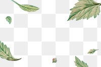 Leaf png border, transparent background