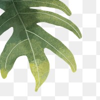 Leaf png border, transparent background