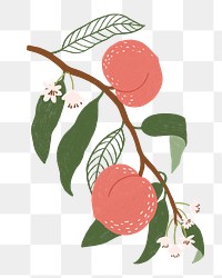 Peach png illustration, transparent background