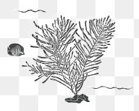 Coral reef png illustration, transparent background