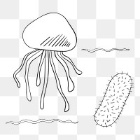 Jellyfish png illustration, transparent background