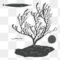 Coral reef png illustration, transparent background