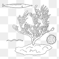 Coral reef png illustration, transparent background