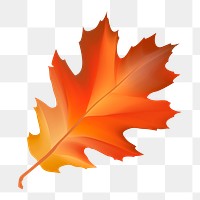 Autumn leaf png, transparent background