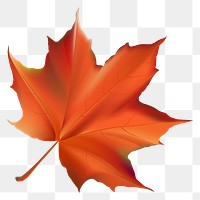 Autumn leaf png, transparent background