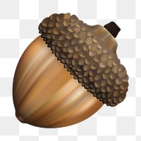 Walnut png, transparent background