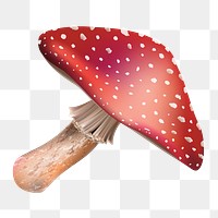 Mushroom png, transparent background