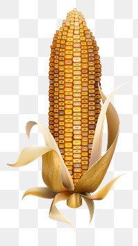 Corn png, transparent background