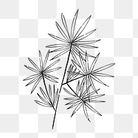 Png Fan Palm  doodle illustration, transparent background