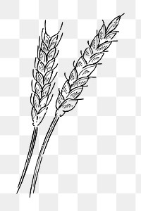 Png rice plant  doodle illustration, transparent background