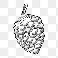 Png pine cone  doodle illustration, transparent background