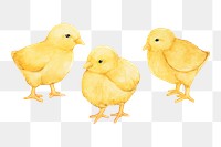  3 chicks png watercolor element, transparent background