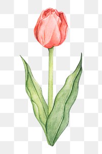  Flower png watercolor element, transparent background