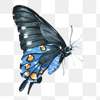  Butterfly png watercolor element, transparent background