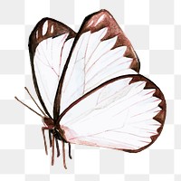  Butterfly png watercolor element, transparent background