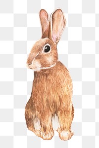  Easter rabbit png watercolor element, transparent background