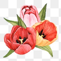  Tulip png watercolor element, transparent background