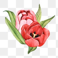  Tulip png watercolor element, transparent background