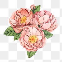  Peony png watercolor element, transparent background