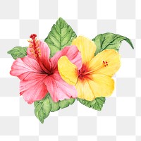  Hibiscus png watercolor element, transparent background