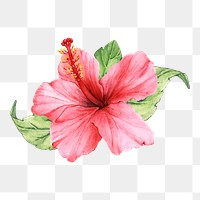  Hibiscus png watercolor element, transparent background