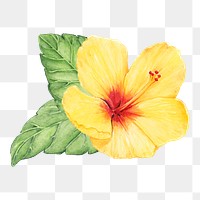  Hibiscus png watercolor element, transparent background