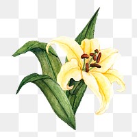  White lily png watercolor element, transparent background