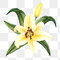  White lily png watercolor element, transparent background