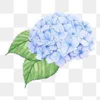  Hydrangea png watercolor element, transparent background