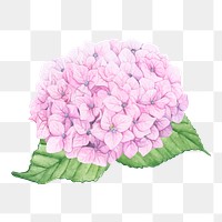  Hydrangea png watercolor element, transparent background