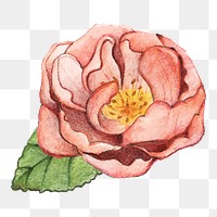  Peony png watercolor element, transparent background